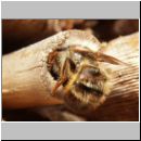 Osmia bicornis - Rote Mauerbiene 27.jpg